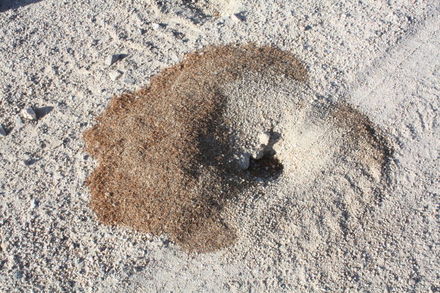 [Curious 'anthill' made of ...]