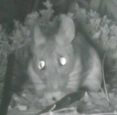 [Mouse caught on IR camera]