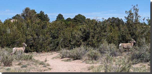 [Two bighorn sheep crossing a trail]